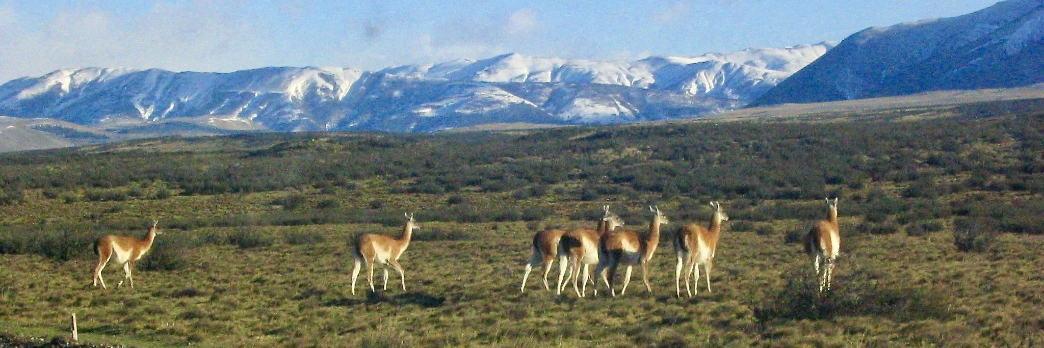 Guanacos, Patagônia chilena